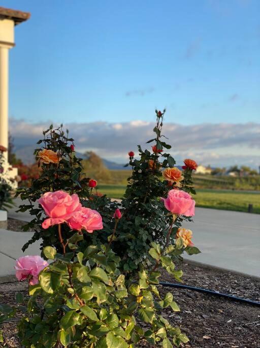Que Syrah Temecula - Villa With 9 Bedroom 7 Ba With Spa In Wine Country Exteriör bild